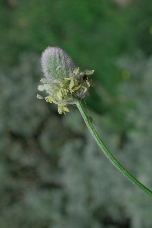 Fotografia de juanperez1949 - Galeria Fotografica: Naturaleza - Foto: Gallito