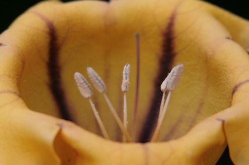 Fotografia de juanperez1949 - Galeria Fotografica: Naturaleza - Foto: Flor