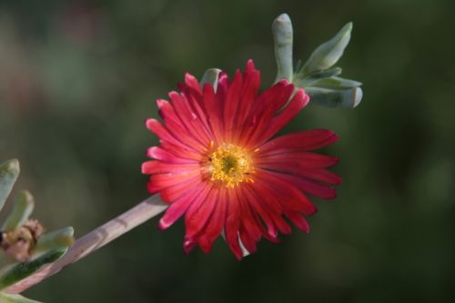 Fotografia de juanperez1949 - Galeria Fotografica: Naturaleza - Foto: Flor