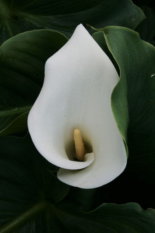 Fotografia de juanperez1949 - Galeria Fotografica: Naturaleza - Foto: 