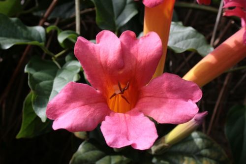 Fotografia de juanperez1949 - Galeria Fotografica: Naturaleza - Foto: Flor