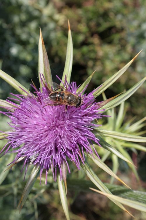 Fotografia de juanperez1949 - Galeria Fotografica: Naturaleza - Foto: Cardo ocupado