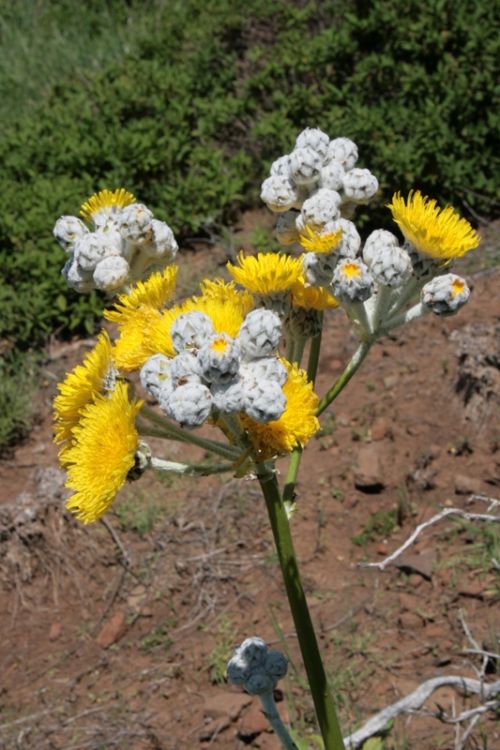 Fotografia de juanperez1949 - Galeria Fotografica: Naturaleza - Foto: Flor (Teno Alto)