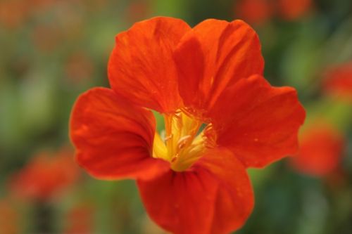 Fotografia de juanperez1949 - Galeria Fotografica: Naturaleza - Foto: 