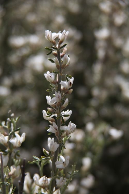 Fotografia de juanperez1949 - Galeria Fotografica: Naturaleza - Foto: 