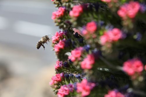Fotografia de juanperez1949 - Galeria Fotografica: Naturaleza - Foto: 