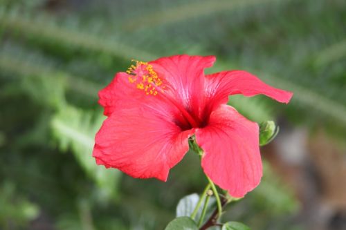 Fotografia de juanperez1949 - Galeria Fotografica: Naturaleza - Foto: 