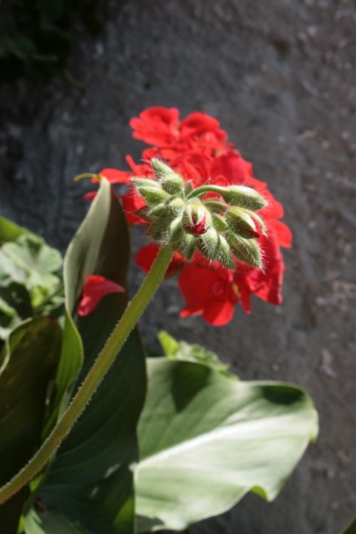 Fotografia de juanperez1949 - Galeria Fotografica: Naturaleza - Foto: 