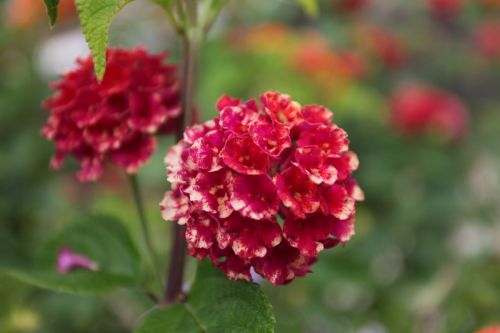 Fotografia de juanperez1949 - Galeria Fotografica: Naturaleza - Foto: 