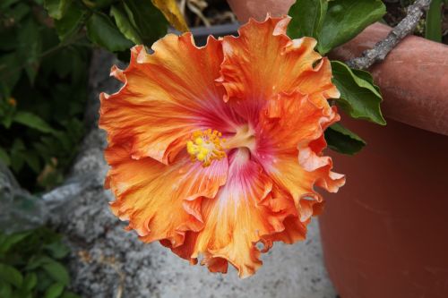 Fotografia de juanperez1949 - Galeria Fotografica: Naturaleza - Foto: 