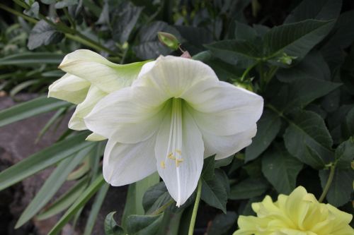 Fotografia de juanperez1949 - Galeria Fotografica: Naturaleza - Foto: 