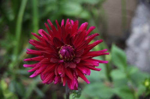 Fotografia de juanperez1949 - Galeria Fotografica: Naturaleza - Foto: 