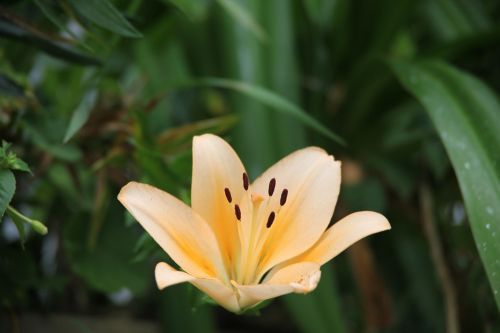 Fotografia de juanperez1949 - Galeria Fotografica: Naturaleza - Foto: 