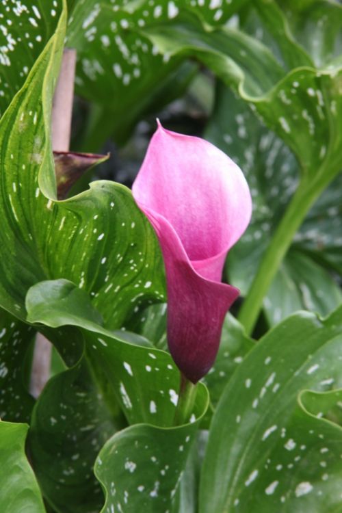 Fotografia de juanperez1949 - Galeria Fotografica: Naturaleza - Foto: 