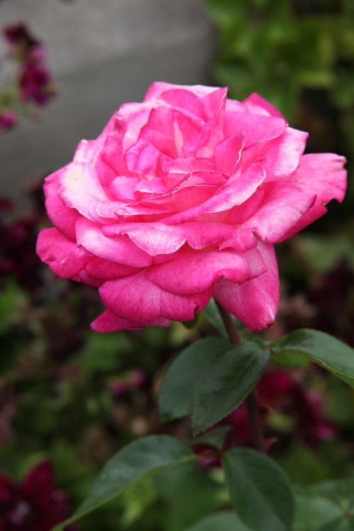 Fotografia de juanperez1949 - Galeria Fotografica: Naturaleza - Foto: 