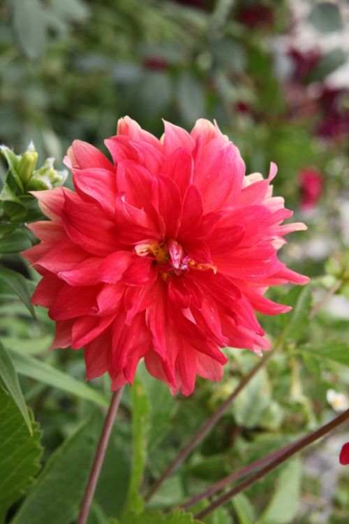 Fotografia de juanperez1949 - Galeria Fotografica: Naturaleza - Foto: 