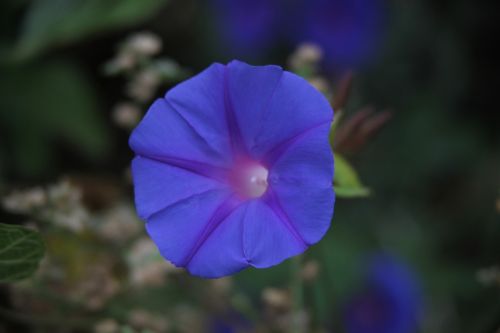 Fotografia de juanperez1949 - Galeria Fotografica: Naturaleza - Foto: 