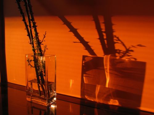 Fotografia de Gracia B. - Galeria Fotografica: Composicin toscana - Foto: sombra rosal