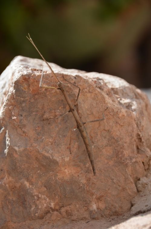 Fotografia de Jos� Del R�o A. - Galeria Fotografica: Intentos - Foto: Palito