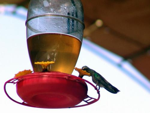 Fotografia de G�mez Romero - Galeria Fotografica: naturaleza - Foto: el colibri pisteando