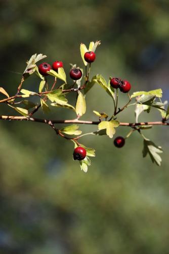 Fotografia de Tisamo - Galeria Fotografica: NATURA - Foto: ROJOS Y VERDES