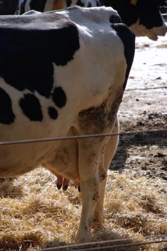 Fotografia de Tisamo - Galeria Fotografica: NATURA - Foto: FAUNA