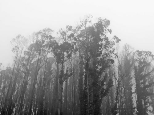 Fotografia de MILUNO estudio creativo - Galeria Fotografica: Fotos en b/n de Pablo del Molino - Foto: El bosque que daba miedo