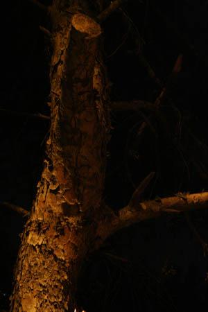 Fotografia de Sin Nombre - Galeria Fotografica: Naturaleza Nocturna - Foto: Arbol