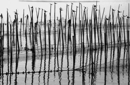 Fotografia de Fotografiaweb.com - Galeria Fotografica: L`Albufera - Foto: Caas