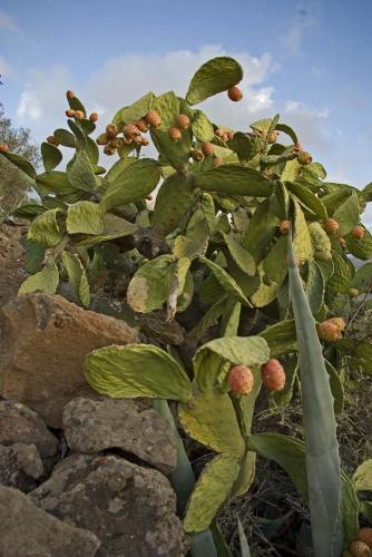Fotografia de Jose Bueno - Galeria Fotografica: Garan - Foto: Nopal/gave
