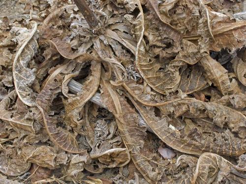 Fotografia de Jose Bueno - Galeria Fotografica: Garan - Foto: 