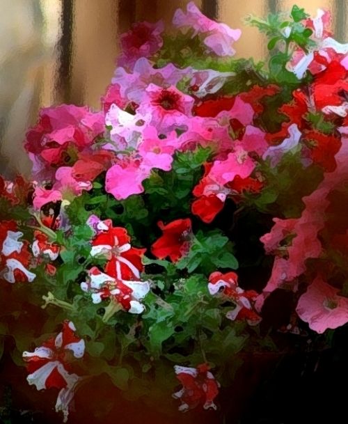 Fotografia de f.lleonart - Galeria Fotografica: Assaigs - Foto: petnies florides