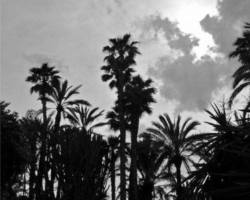 Fotografia de AMALIA HOYA - Galeria Fotografica: NATURALEZA - Foto: Arboles BN 1