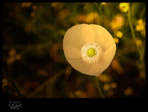 Fotografia de La Bombonera de Zanoni - Galeria Fotografica: Fotografa botnica - Foto: 
