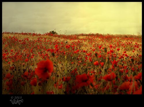 Fotografia de La Bombonera de Zanoni - Galeria Fotografica: Fotografa botnica - Foto: 