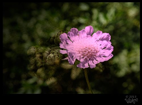 Fotografia de La Bombonera de Zanoni - Galeria Fotografica: Fotografa botnica - Foto: 