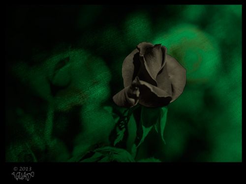 Fotografia de La Bombonera de Zanoni - Galeria Fotografica: Fotografa botnica - Foto: 