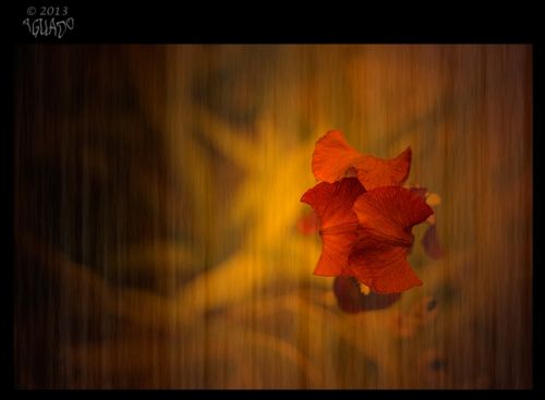 Fotografia de La Bombonera de Zanoni - Galeria Fotografica: Fotografa botnica - Foto: 