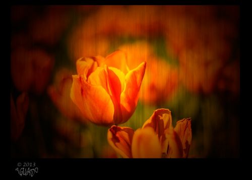 Fotografia de La Bombonera de Zanoni - Galeria Fotografica: Fotografa botnica - Foto: 