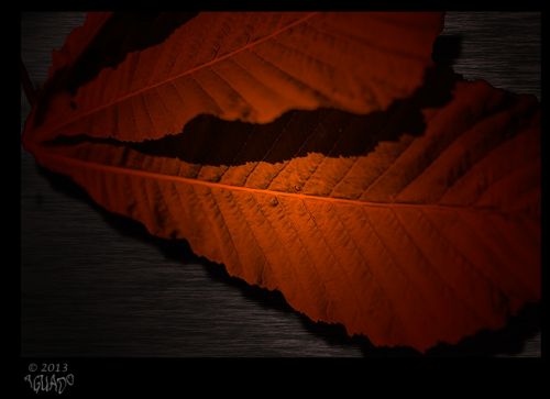 Fotografia de La Bombonera de Zanoni - Galeria Fotografica: Fotografa botnica - Foto: 