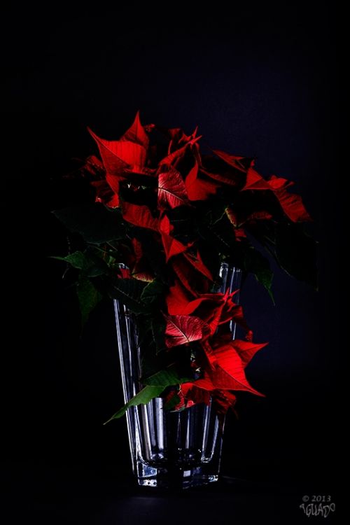 Fotografia de La Bombonera de Zanoni - Galeria Fotografica: Fotografa bodegn - Foto: 