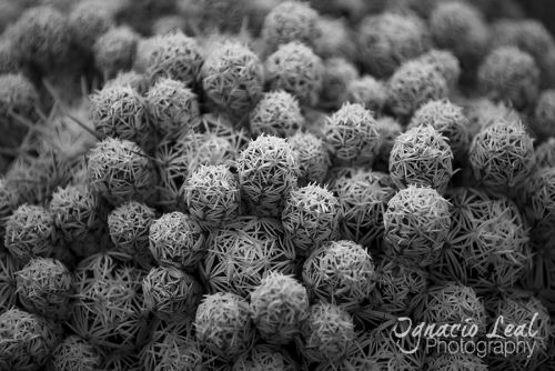 Fotografia de Ignacio Leal Orozco - Galeria Fotografica: Blanco y negro - Foto: Repeticion