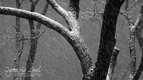 Fotografia de Ignacio Leal Orozco - Galeria Fotografica: Blanco y negro - Foto: Nieve