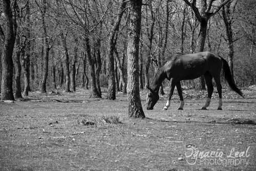 Fotografia de Ignacio Leal Orozco - Galeria Fotografica: Blanco y negro - Foto: Como en casa