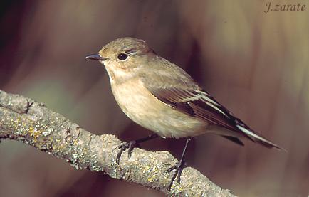 Fotografia de transzar - Galeria Fotografica: Solonatura - Foto: Papamoscas cerrojillo