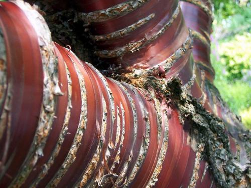 Fotografia de nico_om - Galeria Fotografica: Me and nature - Foto: Something Different