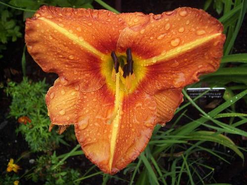 Fotografia de nico_om - Galeria Fotografica: Me and nature - Foto: Flor