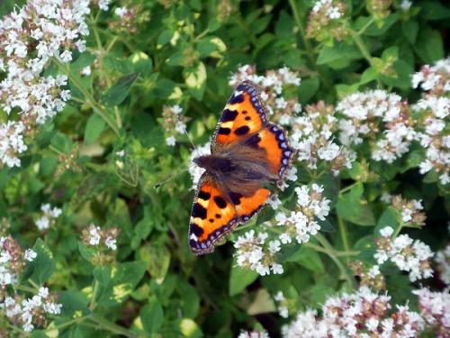 Fotografia de nico_om - Galeria Fotografica: Me and nature - Foto: Mariposa