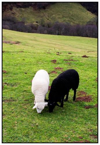 Fotografia de Joan Mercadal - Galeria Fotografica: Asturias - Foto: Asturias