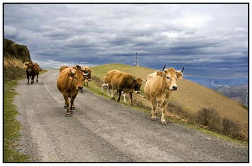 Fotografia de Joan Mercadal - Galeria Fotografica: Asturias - Foto: Asturias